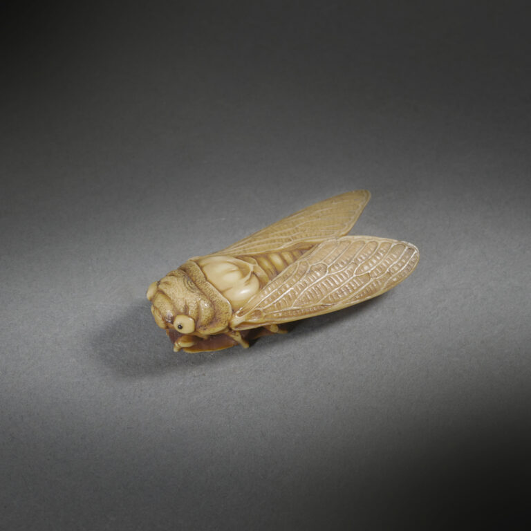 Cicada