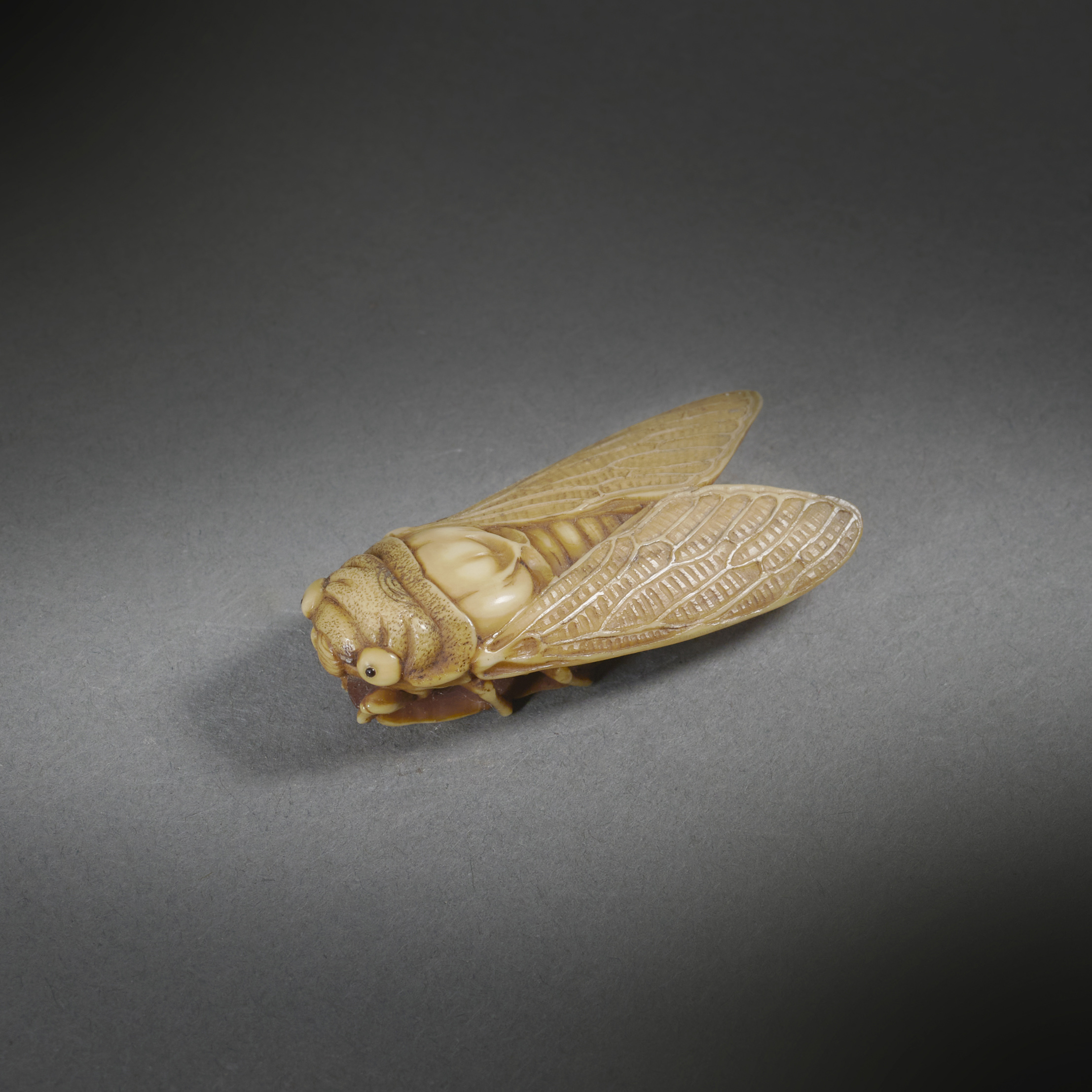 Cicada