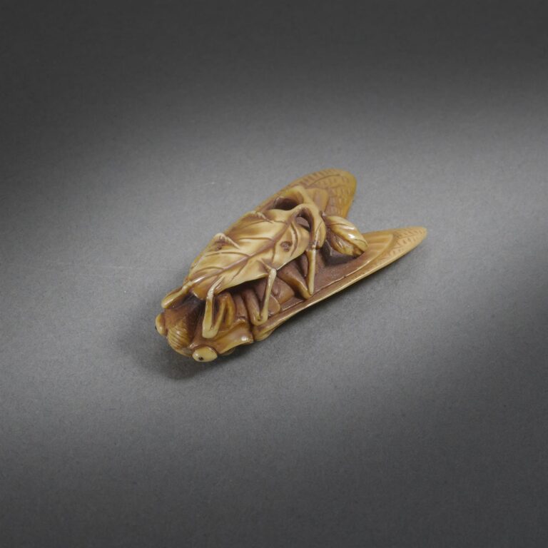 Cicada